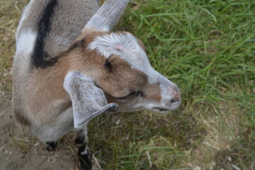 young goat on a farm