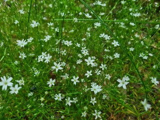 Fototapeta premium grass and flowers