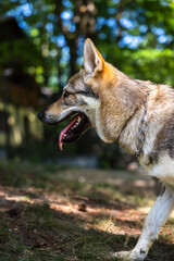 Czechoslovakian Wolfdog