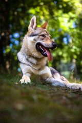 Czechoslovakian Wolfdog