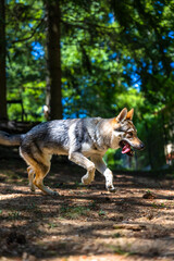 Czechoslovakian Wolfdog