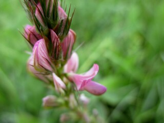 Esparcette, Onobrychis viciifolia, en fleur et en bouton