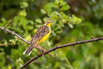 A yellow-throated longclaw, macronyx croceus, perched on a tree in Queen Elizabeth National Park, Uganda.
