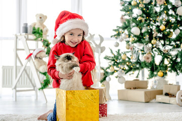 Obraz na płótnie Canvas Child with ragdoll cat in Christmas time