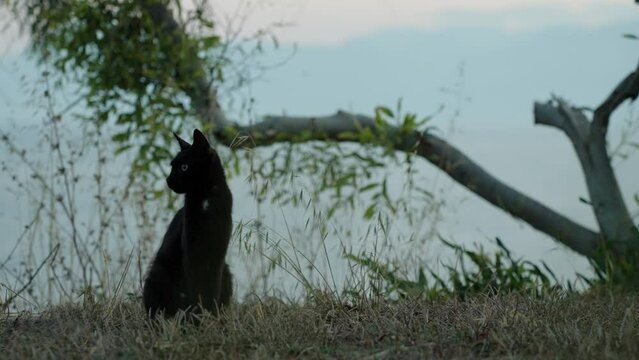 A black cat sits on the grass and looks around. The tree has tilted and will soon fall. Summer, vacation.