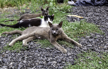 Street abandoned cats