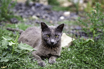 Gray cat on the street