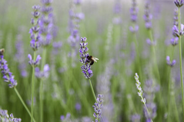 Lavender flowers in the field