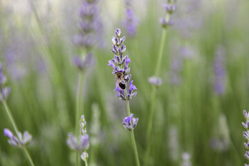 Lavender flowers in the field