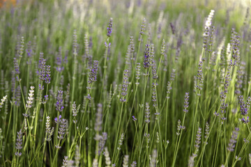 Lavender flowers in the field