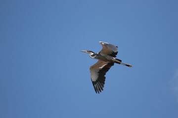 青空で優雅に羽ばたくズグロアオサギ