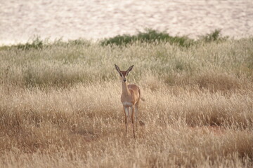こちらを見つめるグラントガゼルの子供