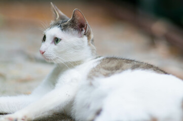 Wild cat relaxing in a Japanese forest 
