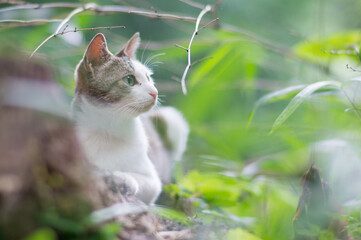 Fototapeta premium 森に暮らす野良猫 