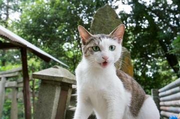 Naklejka na ściany i meble 京都の神社に暮らす野良猫