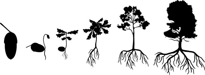 Black silhouette of life cycle of oak tree. Growth stages from acorn and sprout to old tree with root system isolated on white background