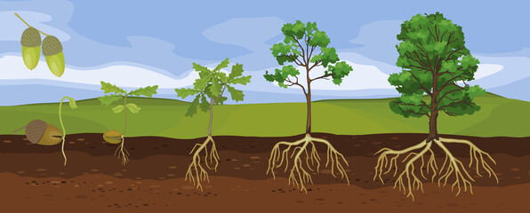 Summer landscape with life cycle of oak tree. Growth stages from acorn and sprout to old tree with root system