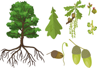 Botanical illustration with Oak tree with root system, branch with female and male flowers, acorn and green leaf isolated on white background © Kazakova Maryia