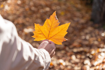 Autumn leaf