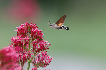 hummingbird butterfly on red flower