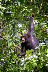 An adult chimpanzee, pan troglodytes, swings the the rainforest of Kibale National Park, Uganda.