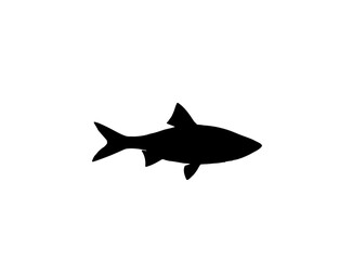 shark isolated on black