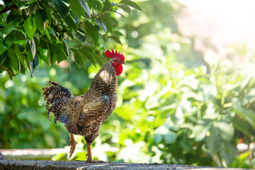 rooster bird singing or crowing in the nature