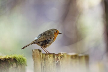 Rotkehlchen - Erithacus rubecula