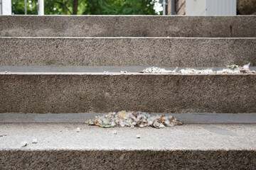 Fluff of flowering plants lies on the concrete steps. 