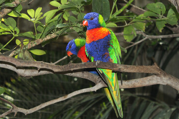 background, two Lori parrots on a brunch
