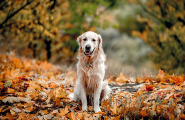 Golden retriever dog in park
