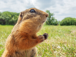 Profile portrait of a gopher on the lawn. Close-up.