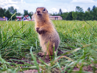 Naklejka na ściany i meble Gopher is standing on the lawn and looking at the camera. Close-up.