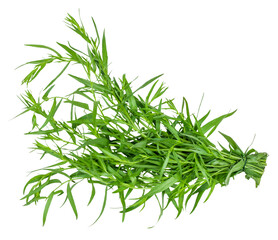 Tarragon bunch isolated on a white background