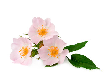 Wild rose flowers isolated on a white background, top view