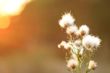 a plant with a shaggy head against a blurred background