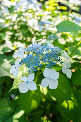 東京都文京区　白山神社の紫陽花　あじさい祭り