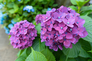 東京都文京区　白山神社の紫陽花　あじさい祭り