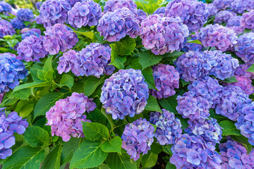 東京都文京区　白山神社の紫陽花　あじさい祭り