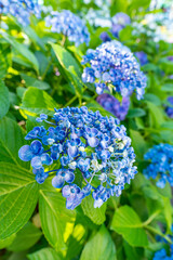 東京都文京区　白山神社の紫陽花　あじさい祭り