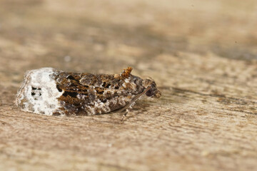Detailed closeup on a Sallow marble moth, Apotomis capreana sitting on wood in the garden