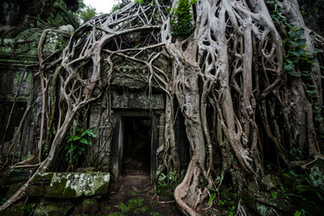 Tree roots cover the arch of Ta Prohm Temple in Angkor Wat, Siem Reap, Cambodia.