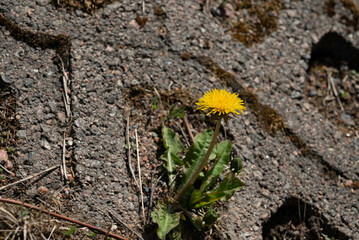 dandelion on the stone