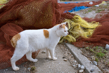 香川県・男木島の野良猫と漁業網