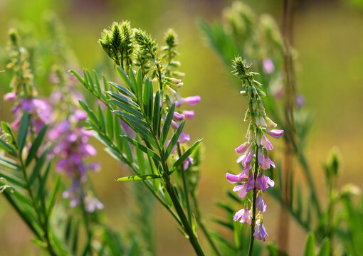 Galega officinalis flowers outdoor blooming