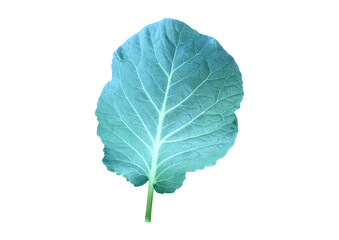 Isolated fresh cauliflower leaf with clipping paths.