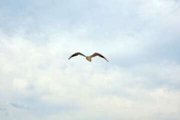 Seagulls birds in the sea
