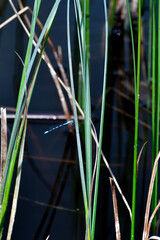 A Zygoptera on the pond grass - 511896936
