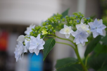 甲府・春日通り商店街・紫陽花