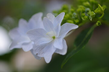 甲府・春日通り商店街・紫陽花
